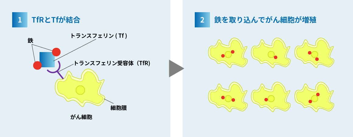 がん細胞上のトランスフェリン受容体に鉄を抱えたトランスフェリンが結合すると、鉄を取り込んでがん細胞が増殖する