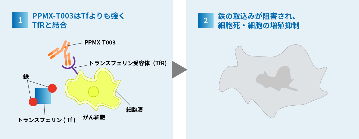 PPMX-T003はトランスフェリン受容体に結合して鉄の取り込みを阻害する。増殖抑制、細胞死につながる。